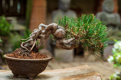 Bonsai