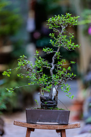 Bonsai