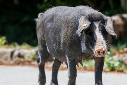 Cochon corse