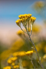 Flore corse