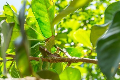 Caméléon, Endormi
