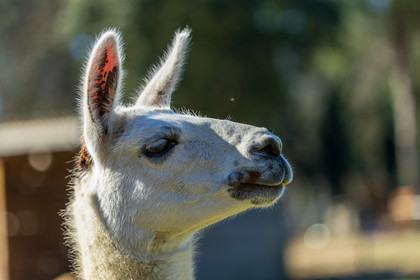 Lama