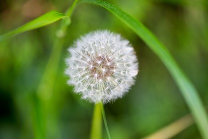 Pissenlit dit Taraxacum