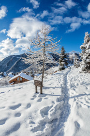 Auron