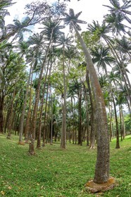 Ile de La Réunion