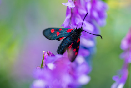 Papillon