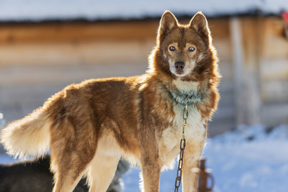 Chien de traineau