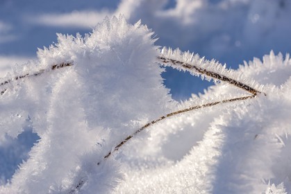 Cristaux de neige
