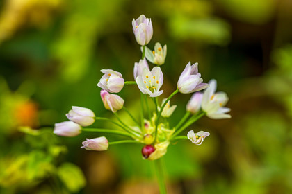 Flore