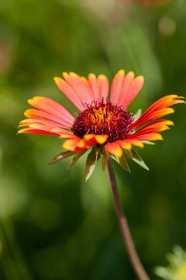 Flore Méditerranéenne