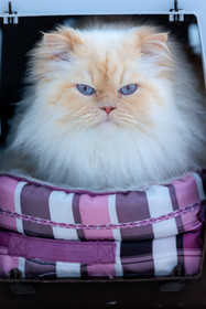 Chat