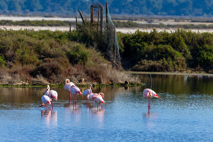 Flamant rose