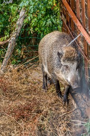 Sanglier