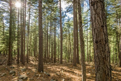 Haute Corse (2b)  Forêt domaniale de Valdu Niellu