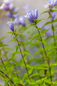 Flore corse