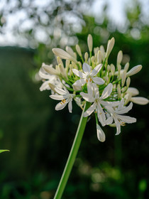 Agapanthe