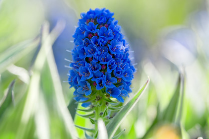 Flore Méditerranéenne