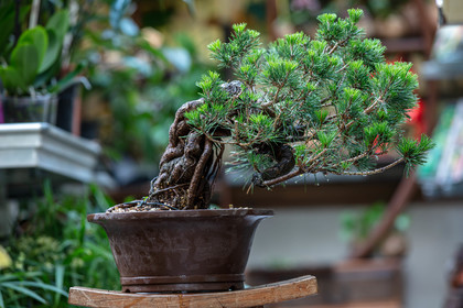 Bonsai