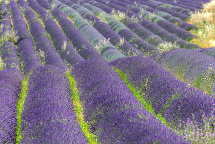 Lavande, Lavandula