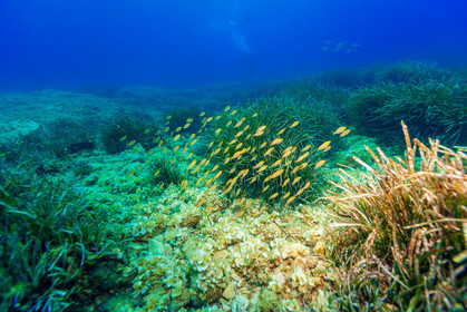 Plongée-sous-marine