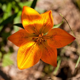 Lis Martagon,Lilium Martagon