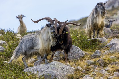 Chèvres  corses
