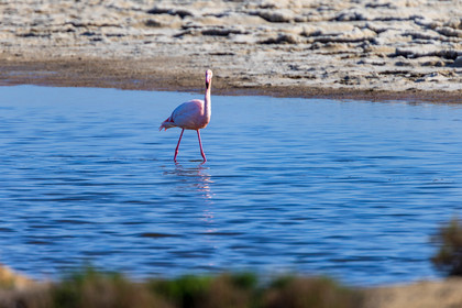 Flamant rose