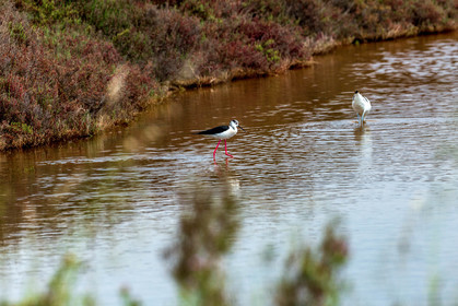 Salins d'Hyères