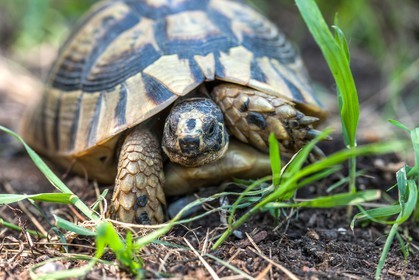 Tortue d'Hermann,Testudo hermanni