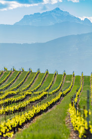 Vignoble corse