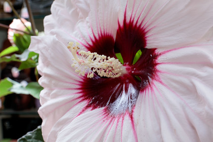 Flore
