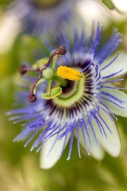 Flore méditerranéenne