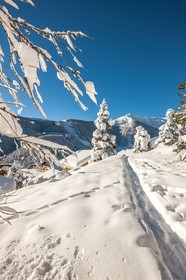 Auron
