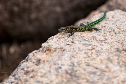 Lézard vert