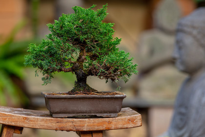 Bonsai