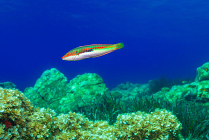 Plongée-sous-marine