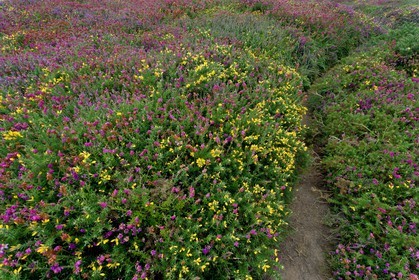 Cap Fréhel