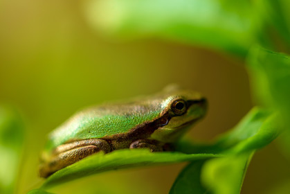 Grenouille