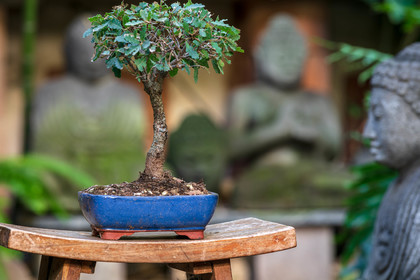 Bonsai