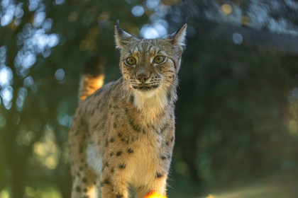 Parc animalier de la Barben