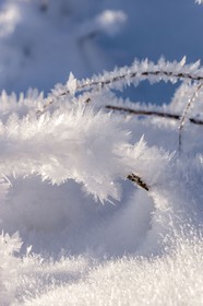 Cristaux de neige