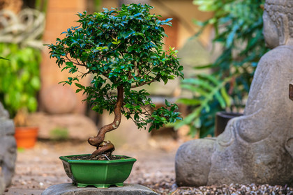 Bonsai