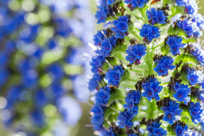 Flore Méditerranéenne