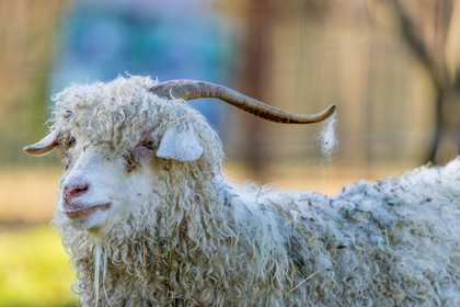 Chèvre mohair