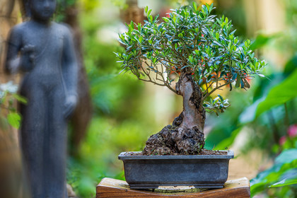 Bonsai Center