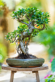 Bonsai Center