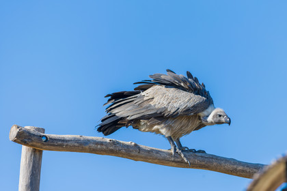 Parc animalier de la Barben