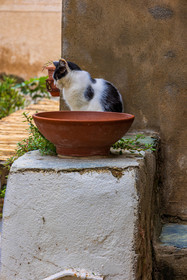 Erbalunga
