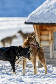Chien de traineau