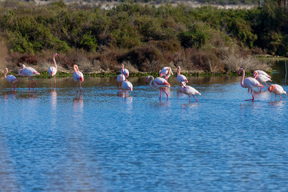 Flamant rose
